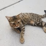 Lepord Ace Atkinson - @lepordthetabby - Instagram