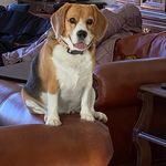 Ace Avery - @ace_thebestbeagle - Instagram