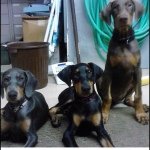 Ace, Avery, Diesel - @ace_avery_diesel - Instagram