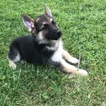 Ace 🐶 - @ace__ballard - Instagram