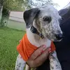 AceBarber🐶 - @kaitlynsfamousdog - TikTok
