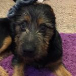 Ace - @ace.and.baxter - Instagram
