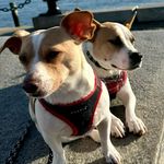 Ace and Baxter - @aceandbax - Instagram