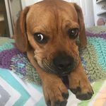 Ace Baxter Miller - @acetheminifrengle - Instagram
