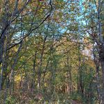 Baxter’s Tree Pics - @baxteraceae - Instagram