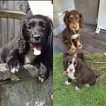Cody, Ace and Baxter - @cody.ace.baxter_cockerspaniels - Instagram