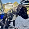 Ace bell - @acebell20028 - TikTok