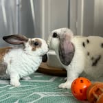 Ace & Benjamin the Plush Lops - @the_plush_lyf_of_ace_and_benji - Instagram