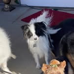 Ace Benjamin cruz - @acethepapillon - Instagram