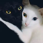 My Cats - @ace_berry_cat - Instagram