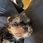 Ace Bino - @ace.the.yorkie_ - Instagram