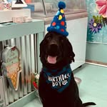 Ace - @aceblacklabrador - Instagram