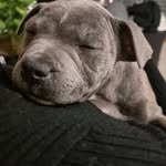 @ace.blue.staffy - Instagram