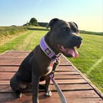 Ace 🤍 | Blue Staffordshire Bullterrier - @ace.thebluestaffy - Instagram