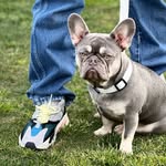 Ace ♠️🐾 - @ace.blue_ - Instagram