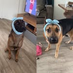 Ace & Blue - @k9_ace_blue - Instagram