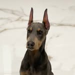 ACE♠️ - @ace_blue_doby - Instagram