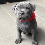 Ace - @acebluesmith - Instagram