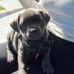 Ace - @acebluestaff - Instagram