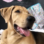 Ace Blue - @lilaceblue - Instagram