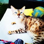@ace_blue_eyes - Instagram