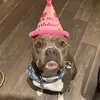 ace blue nose - @ace.blue.nose - TikTok