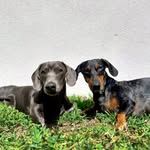 Ace Gerardo & Krypto Kal-el - @ace_blue_eye - Instagram
