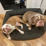 Ace, LuLu & Bow ❤️ - @ace_blue_lulu_rogue - Instagram