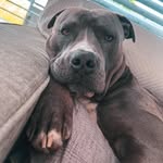 Ace Simke - @ace_blue_bullyxl - Instagram