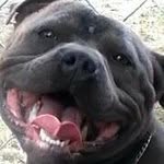 AceBlue Stafford - @acebluestaffords - Instagram