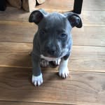 Bluenose Ace 🇲🇦🇳🇱 - @acebluenose - Instagram