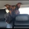Bluetherescue_ - @ace_blues602 - TikTok