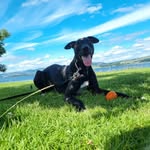 Ace Bradley - @ace_the_lurcher - Instagram