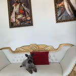 Ace Bradley - @acethe_schnauzer - Instagram
