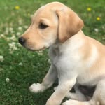 Ace Bradley-Eardley - @ace_thelab2019 - Instagram