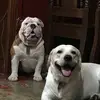 Mr. Bradley & Mr. Ace - @bradley.ace - TikTok