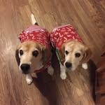 Ace & Breezy - @ace_breezy_beagles - Instagram
