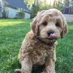 ace b. cahaly - @acebrewster - Instagram
