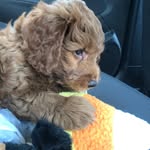 Ace Brewster - @super_ace16 - Instagram