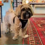 Brewster Ace 🐕‍🦺❤️🐾 - @_brewsters_place - Instagram