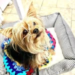 Aceto Browning - @acetobrowning - Instagram