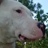 ♡ACE BUGGIE♡ - @ace.buggie5 - TikTok