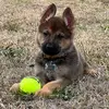 Ace Campbell - @ace_thegermanshepherd - TikTok