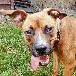 Ace Canales - @ace_boxin_mutt - Instagram