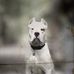 Ace Capone  - Facebook