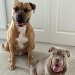 Life with Ace & Capone - @lifewithaceandcapone - Instagram