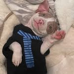 ACE CARR 🐶 - @ace.familydog - Instagram