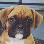 Ace Carroll - @dopey_dogace - Instagram