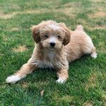Ace Crazy Carroll - @acethadog__ - Instagram