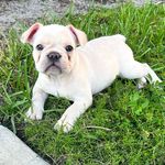Kashmere Ace Carroll - @kashmere_the_frenchie - Instagram